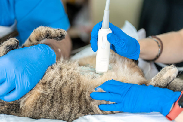 Veterinarians carry through an ultrasound examination of a domestic cat. - Fotó, kép