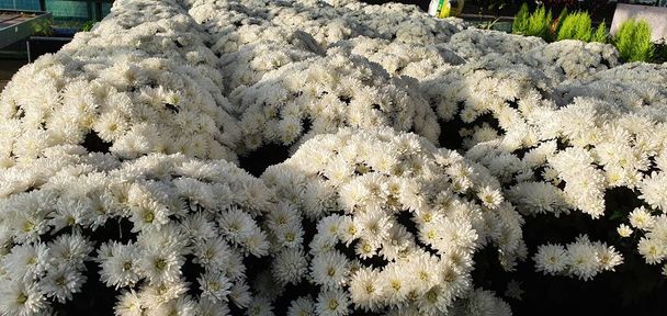 flores blancas en venta en un invernadero - Foto, imagen