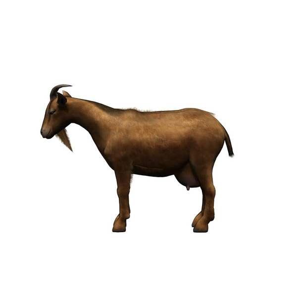Animales de granja - cabra - aislado sobre fondo blanco - Ilustración 3D - Foto, imagen