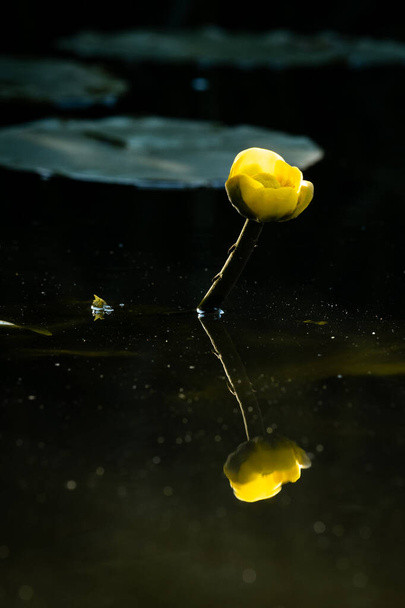 Żółta lilia wodna, Nuphar Lutea z bliska w kanale, orientacja portretowa - Zdjęcie, obraz