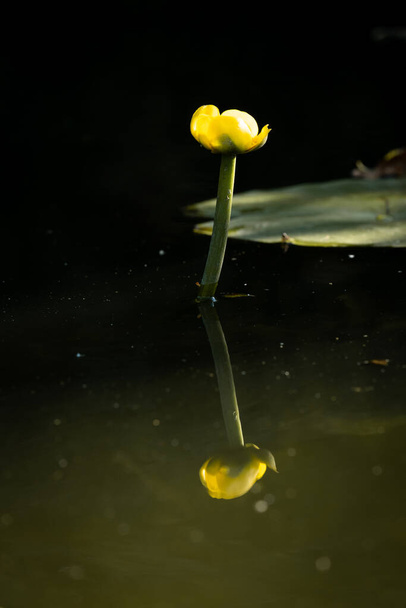 Keltainen vesi Lily, Nuphar Lutea lähikuva kanavassa, muotokuva suuntaus - Valokuva, kuva