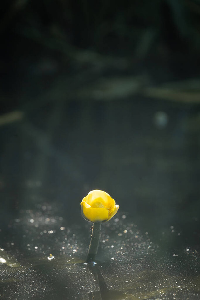 Yellow Water Lily, Nuphar Lutea Up Close In Canal, Portrait Orientation - Photo, Image