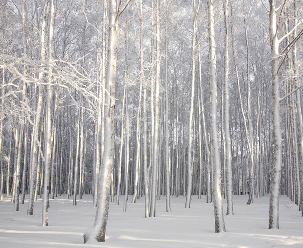 Snowy birch trees in winter sunlight black and white - Fotoğraf, Görsel