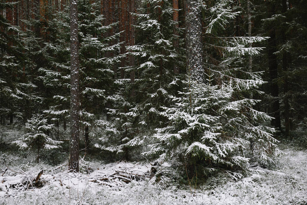 Sapins duveteux ramifiés à la fin de l'automne après la première neige - Photo, image