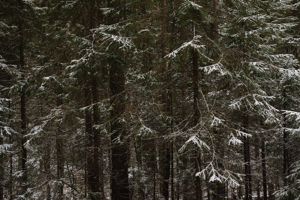 Бранчи пушистые ели поздней осенью после первого снега - Фото, изображение