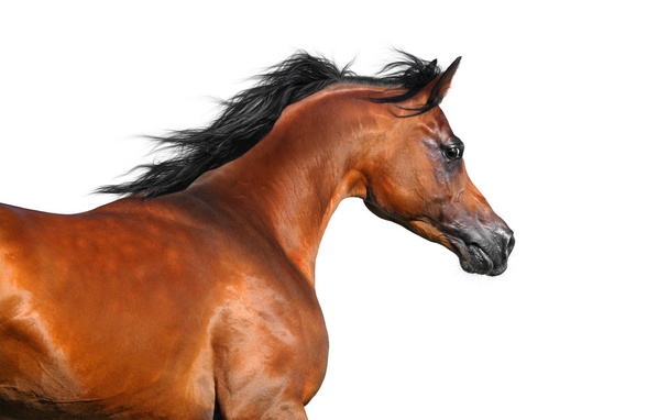 Beautiful brown arabian horse isolated on white - Photo, Image