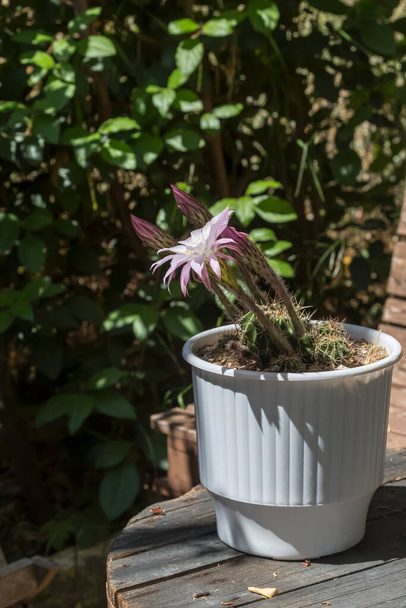 繊細なピンク色の花を持つ美しく、プリッキーで多肉植物(エチンプリプス)は、屋外の花壇でクローズアップ成長します。 - 写真・画像