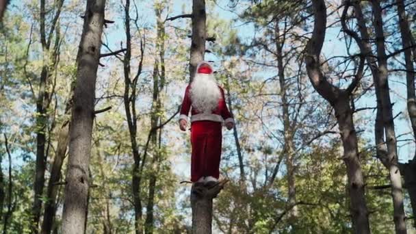 Забавный человек, одетый в костюм Санта-Клауса в медицинскую маску, забрался на дерево в лесу и стоит. Рождество и коронавирус Ковид-19. Карантин во время праздников. Медленное движение - Кадры, видео