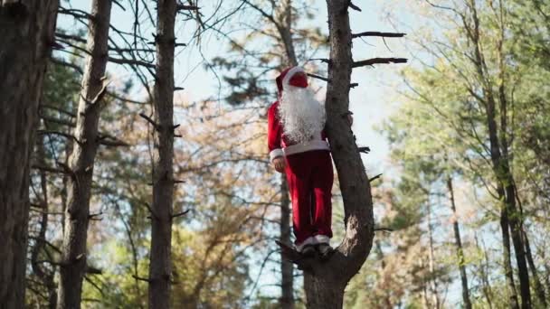 Grappige man gekleed in Santa Claus pak met medisch masker op zijn gezicht klom boom in bos en staat. Kerst en coronavirus Covid-19. Quarantaine tijdens de feestdagen. Langzame beweging - Video