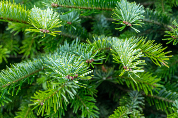Plantation de sapins nordmann à feuilles persistantes, arbre de Noël poussant ourdoor close uo - Photo, image