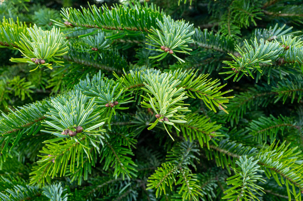 Pěstování věčně zelených nordmannových jedlí, vánoční stromeček roste naše dveře zavřít uo - Fotografie, Obrázek