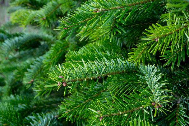 Piantagione di abeti sempreverdi nordmann, albero di Natale che cresce ourdoor close uo - Foto, immagini