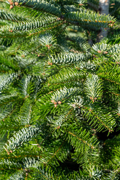 Piantagione di abeti sempreverdi nordmann, albero di Natale che cresce ourdoor close uo - Foto, immagini