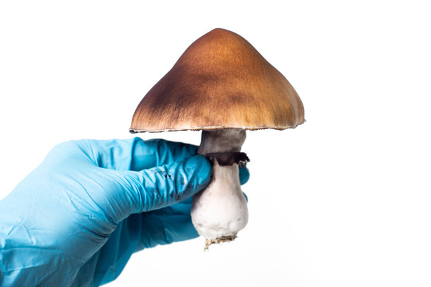 mérgező és hallucinogén gombák a tudományban, egy kutató keze orvosi kesztyűben - Fotó, kép