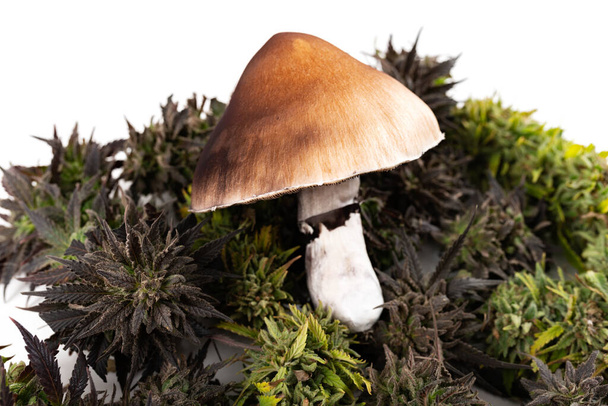 marijuana and magic mushrooms together in the photo - Photo, Image