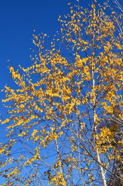 Látunk egy fát, egy nyírfát, sárgával, arannyal, levelek a kék őszi égbolt hátterében. - Fotó, kép
