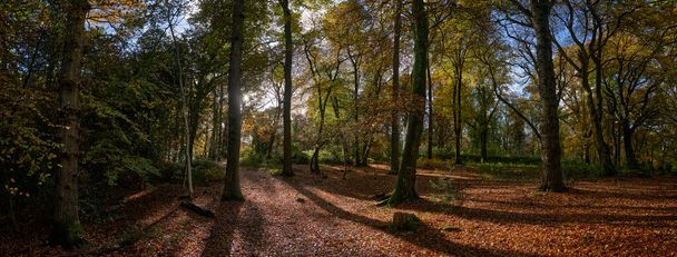 Panoramic photograph of back lit forest with elm and ash trees - Photo, Image