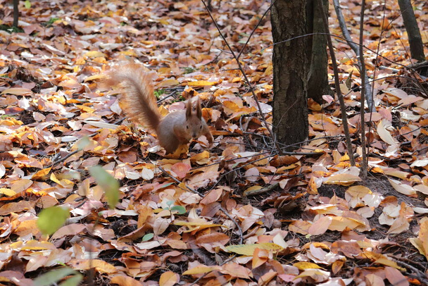 Fluffy squirrel in the autumn forest. - Foto, Bild