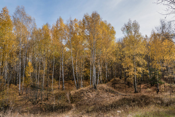 walk through the beautiful autumn forest - Foto, Bild