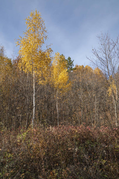 walk through the beautiful autumn forest - Photo, Image