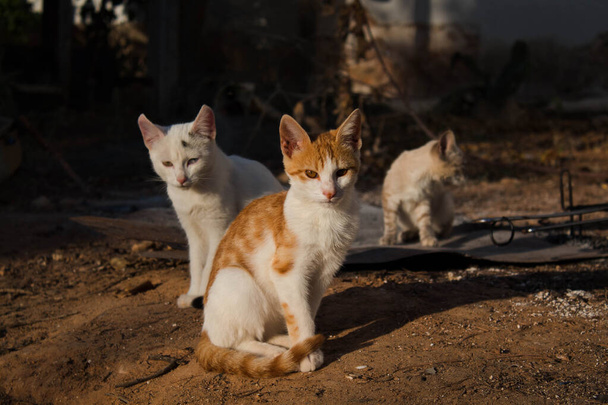 luonnonvaraisten kissojen ryhmä - Valokuva, kuva