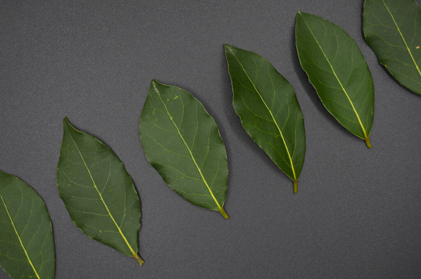 Daphne leaf, aromatic bay leaf, Laurus nobilis leaf, isolated on black background - Fotó, kép