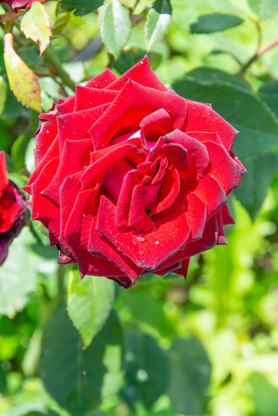 Beautiful roses bloomed in the garden in summer.  - Фото, зображення