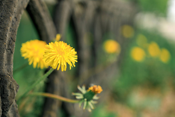 Pampelišky vyrašily přes plot, pozadí je rozmazaná zelená tráva. jarní pohled na květiny - Fotografie, Obrázek