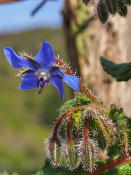 Fresh Borage flower, close up. Bright blue, star shaped blossom and buds. Ornamental Borago officinalis or perfect wild starflower is an edible, annual herb of the flowering plant Boraginaceae family. - Photo, Image