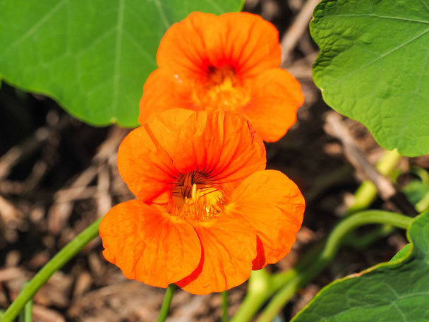 Garden Nasturtium with disc-shaped leaves and bright orange blossoms. Tropaeolum majus funnel-shaped flower, close up. Indian cress or monks cress is species of flowering plant in Tropaeolaceae family - Photo, Image