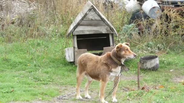Kırsal alanda eski bir ahşap köpek kulübesinin arka planında kırmızı renkli bir bahçe köpeği. - Video, Çekim