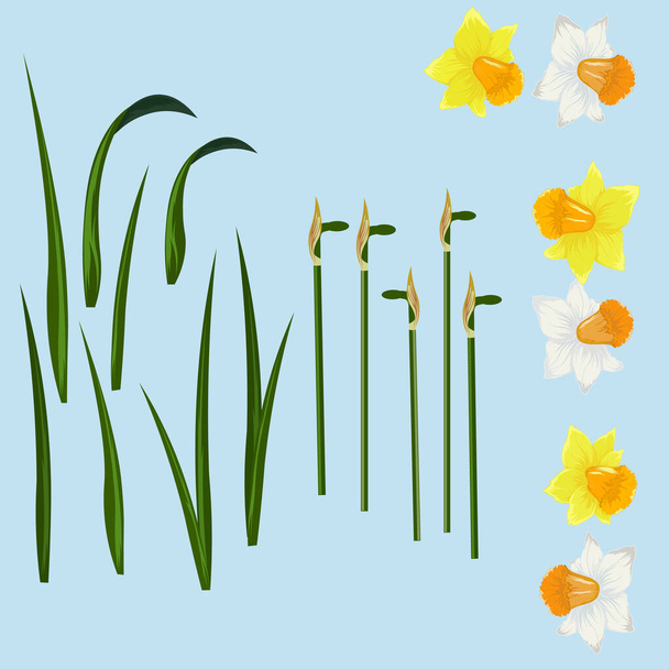 Decoratieve vector geïsoleerde bloemen set. narcissen... - Vector, afbeelding