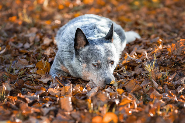 Perro tacón azul entre hojas de otoño. Retrato de perro de ganado australiano en la naturaleza. - Foto, Imagen