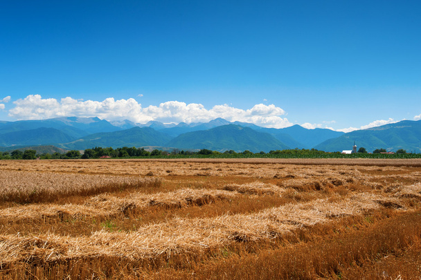 収穫の小麦の frield - 写真・画像