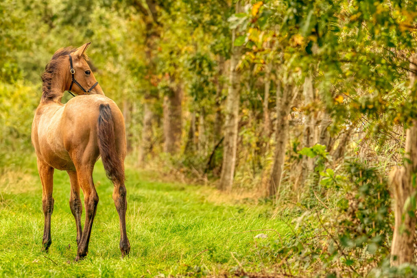 Portret źrebaka z buckskin, koń z halterem stoi w lesie. Widziany od tyłu. Jesienne słońce. - Zdjęcie, obraz