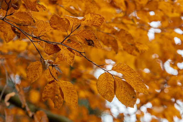 Hojas de color amarillo brillante y naranja de un haya, tema de color otoño en octubre, mostrando ramitas de buceo, uso como fondo estacional, la luz brilla a través de las hojas - Foto, imagen