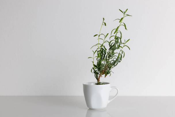 Kleine und junge Lavendelpflanze wächst in einer weißen Tasse, die auf einem weißen Schreibtisch auf weißem isoliertem Hintergrund steht. - Foto, Bild