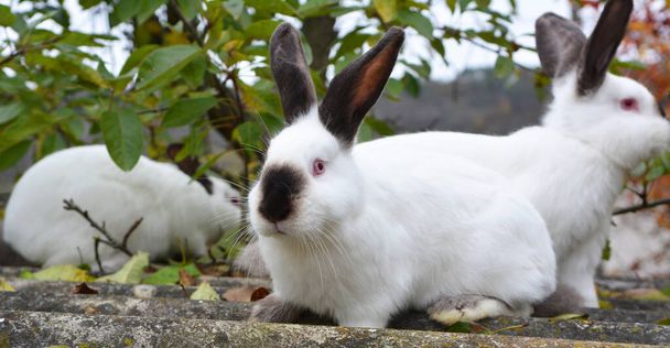 An adult rabbit of the Californian breed - Photo, Image