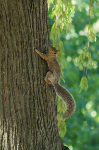 Східна сіра білка в Центральному парку (Нью - Йорк). - Фото, зображення
