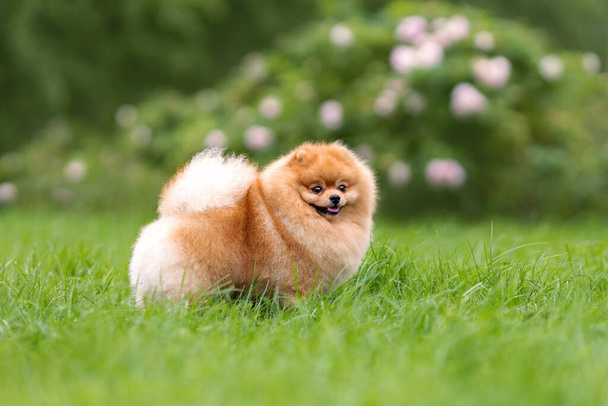 Portrait de mignon petit chien spitz poméranien orange marchant sur l'herbe verte à la nature. - Photo, image