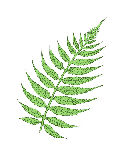 Tropical fern leaf on a white background. Isolated object for design and decoration. Vector illustration of a plant. - Vector, Image