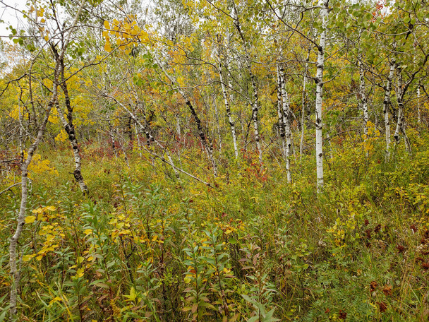Kaunis syyskohtaus koivu puita peitetty kullankeltaisia lehtiä Assiniboine Forest Winnipeg, Manitoba, Kanada - Valokuva, kuva