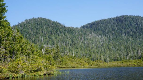 paysage d'arbres et de montagnes verdoyantes au bord d'un lac en Alaska, États-Unis - Photo, image