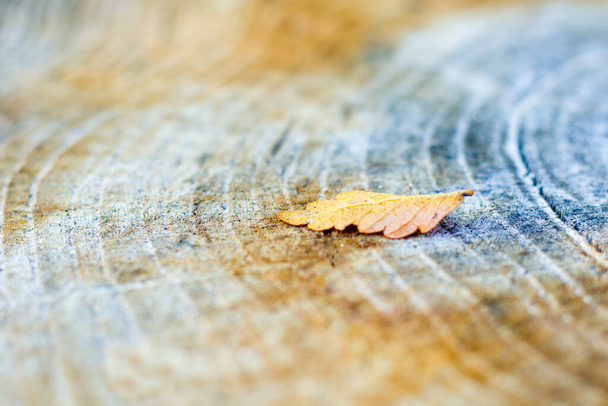 Wooden background, Cut tree pattern. Texture of cut and dry tree. Tree age rings. Cracks on the wooden background. - Zdjęcie, obraz