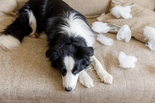 いたずら遊び心のある子犬の犬の国境は自宅でソファの上に横たわる枕をかむいたずら後に嘘をつく。有罪犬とリビングルームを破壊した。ダメージ乱雑な家と子犬とともに面白いです有罪ルックス - 写真・画像