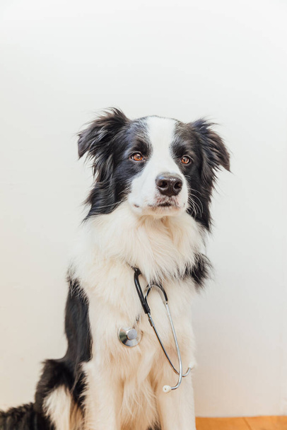 Puppy dog border collie with stethoscope on white wall background indoor. Little dog on reception at veterinary doctor in vet clinic. Pet health care and animals concept - Фото, зображення