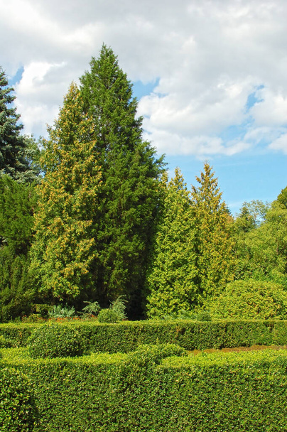 Clipped Buxus and fir tree in the park - Photo, Image