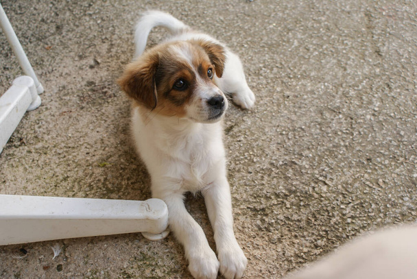 Młody bezpański pies leży na podwórku domu na podłodze. - Zdjęcie, obraz