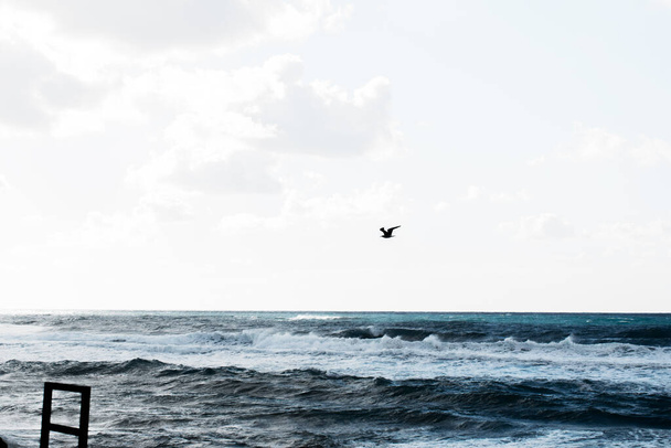 sininen meri taivas ja lintu - Valokuva, kuva
