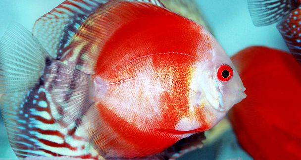 Kırmızı Marlboro Discus balığı - (Symphysodon sp.) - Fotoğraf, Görsel